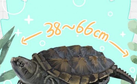 佛鳄龟最大能养到多大，什么时候能繁殖