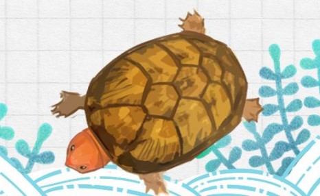 红面蛋龟可以和什么龟杂交，可以和什么龟混养