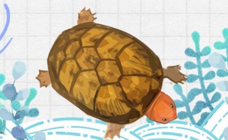 红面蛋龟进口苗和国产区别，可以杂交吗