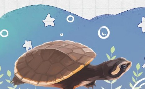 圆澳龟长大什么样子，怎么养外形好看