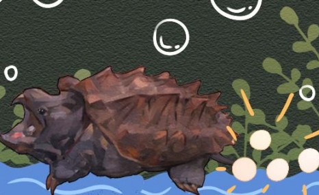 大鳄龟一直不吃东西是什么原因，怎么办