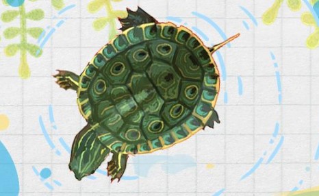 甜甜圈龟和巴西龟的区别，可以一起养吗