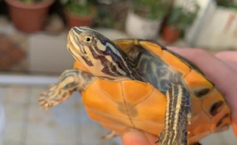 火焰龟是巴西龟的一种吗，有什么特征