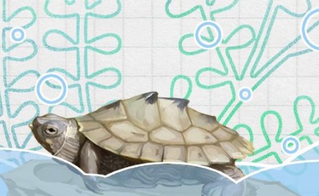 地图龟可以放鱼缸里养吗，可以跟什么鱼一起养