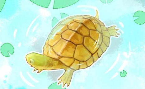 黄喉拟水龟和草龟能一起养吗，还能和什么龟一起养