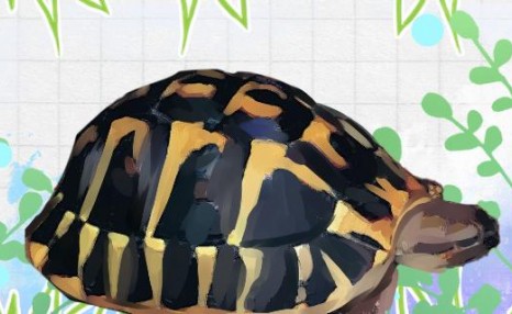 赫曼陆龟是保护动物吗，好养吗