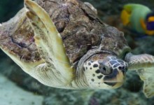 海龟的寿命大约能活多少年（海龟的寿命有多长时间）