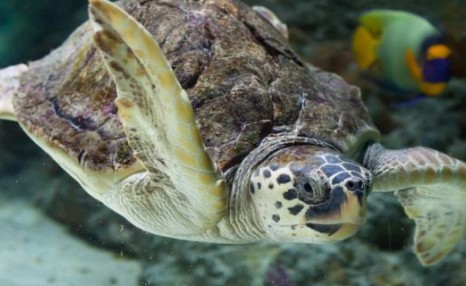 海龟可以活到多少岁，可以长多大