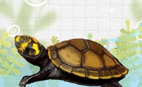 黄头侧颈龟一天喂多少龟粮，多长时间喂一次