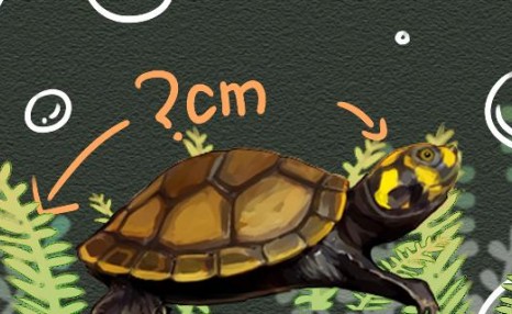 黄头侧颈龟一年能长多大，最大能长多大