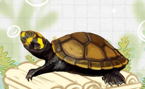 黄头侧颈龟如何饲养，需要加温吗