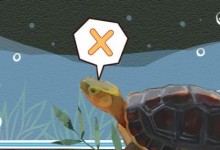 黄缘闭壳龟可以深水养吗（黄缘闭壳龟是半水龟吗）