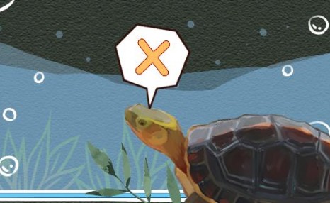 黄缘闭壳龟可以深水养吗，可以冷水养吗
