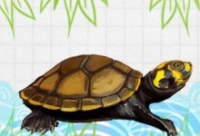 黄头侧颈龟寿命有多长（黄头侧颈龟能长多大）