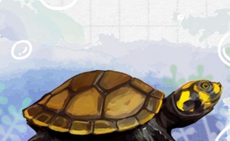 黄头侧颈龟怎么养会漂亮，怎么养长得大