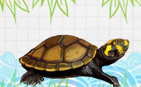 黄头侧颈龟怎么喂食，怎么饲养