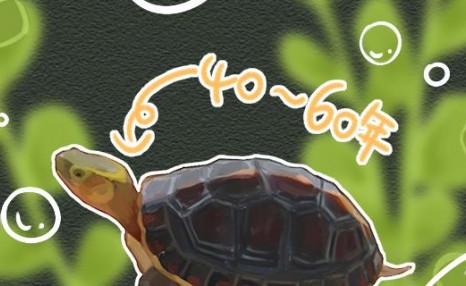 黄缘闭壳龟能活多久，能长多大