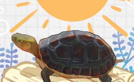 黄缘闭壳龟的饲养方法，需要晒太阳吗