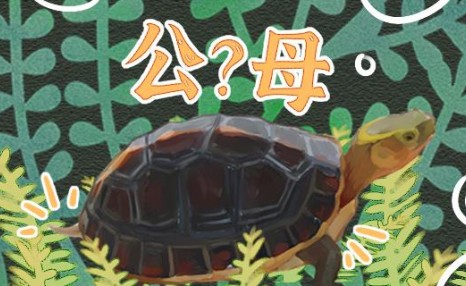黄缘龟怎么分辨公母，能放在一起养吗