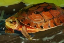 金钱龟是水龟还是半水龟还是陆龟（金钱龟是深水龟还是浅水龟）
