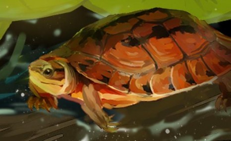 金钱龟是水龟还是半水龟，水位多高合适