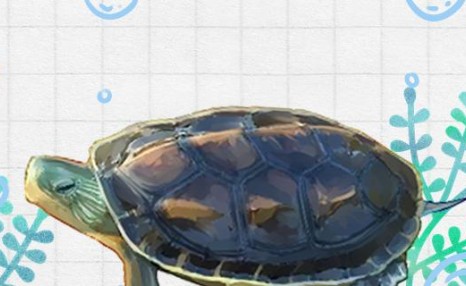 花龟是什么龟，怎么养