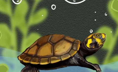 黄头侧颈龟多大几年算成年龟，能活多久