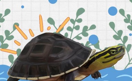 安布闭壳龟吃什么，能长多大