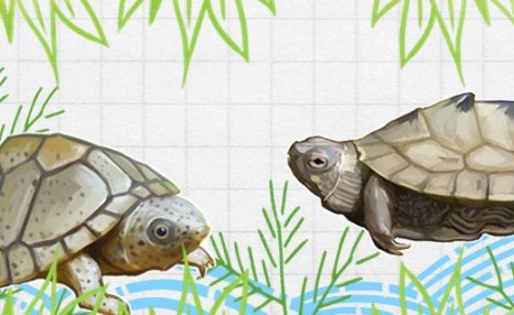 剃刀龟可以和热带鱼混养吗，可以和乌龟混养吗