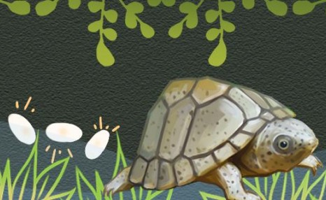剃刀龟繁殖孵化注意事项，刚出壳的小龟怎么养