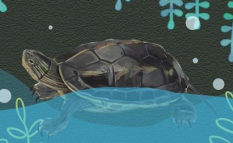 珍珠龟深水养还是浅水养，水位多高合适