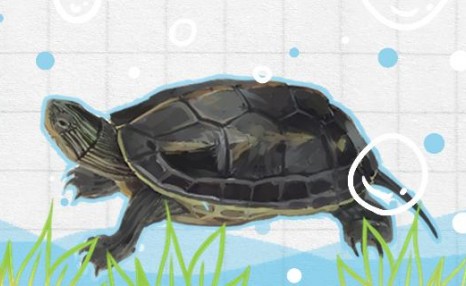 珍珠龟和草龟哪个好养，可以养在一起吗