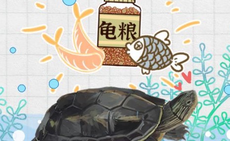 珍珠龟吃什么，多久喂一次