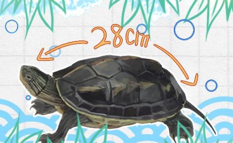 珍珠龟一年能长多大，最大能长多大