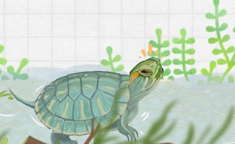 巴西龟和草龟哪个聪明，怎么训练