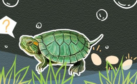 巴西龟和草龟能繁殖吗，巴西龟怎么繁殖