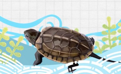 杂色草龟能变墨龟吗，怎么才能养出墨龟