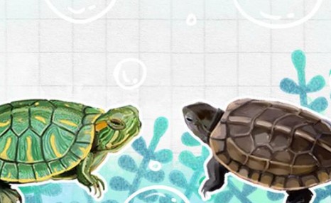 草龟跟巴西龟可以放在一起养吗，能和什么龟一起养
