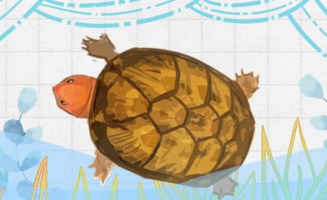 红面蛋龟需要晒背吗，幼龟怎么养