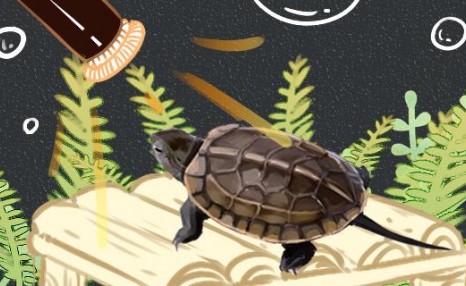草龟为什么晚上活跃，怎么让它们白天活动