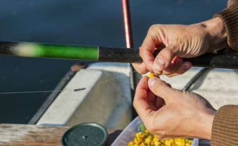 发酵玉米打窝用什么饵钓，多久可以钓鱼